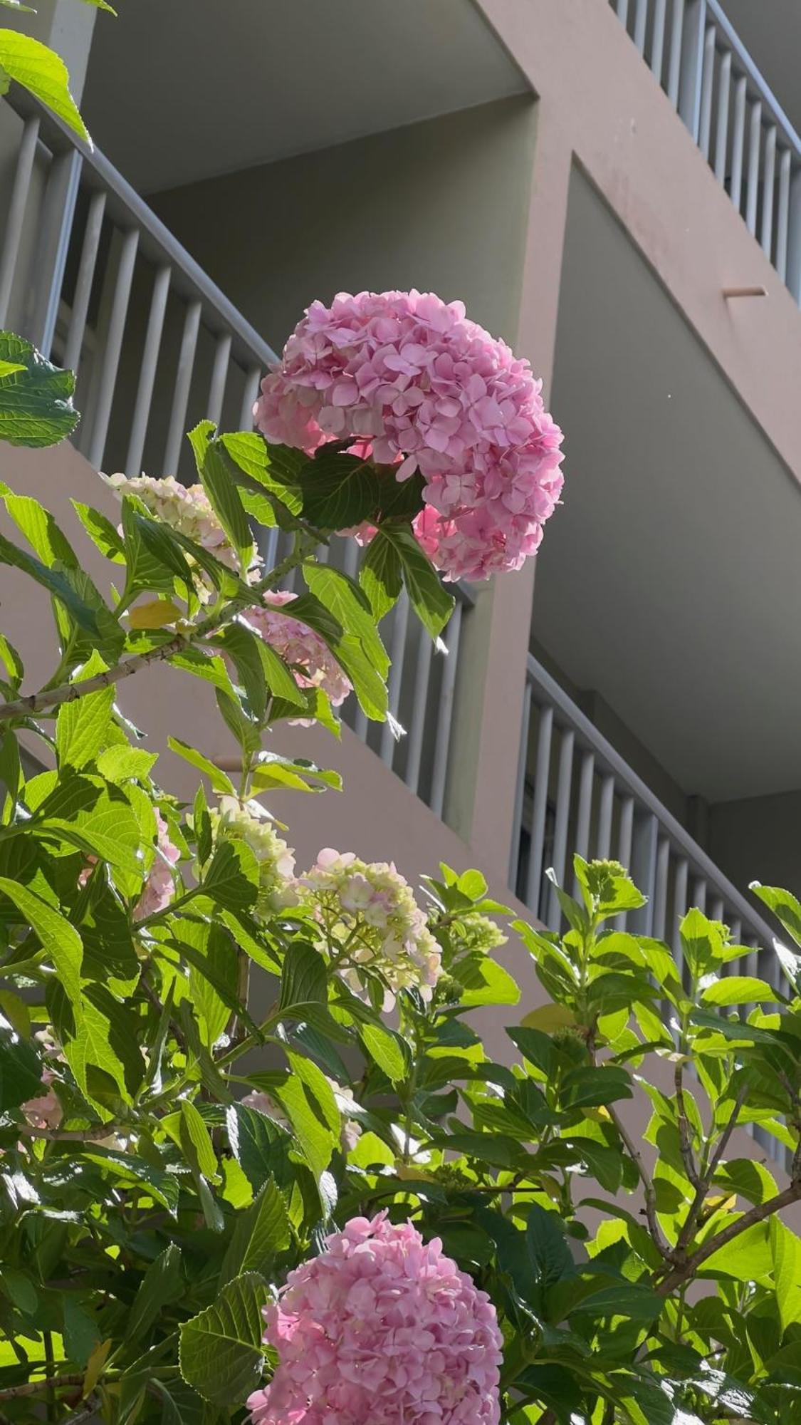 Sun Beach Ajaccio  Zewnętrze zdjęcie